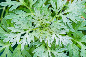 Wormwood